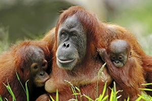 Sumatran Orangutan (Pongo pygmaeus abelii)