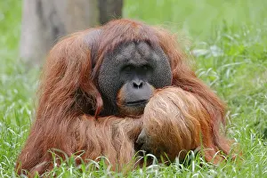 Sumatran Orangutan (Pongo pygmaeus abelii)