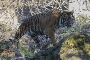 One Sumatran tiger (Panthera tigris sondaica)