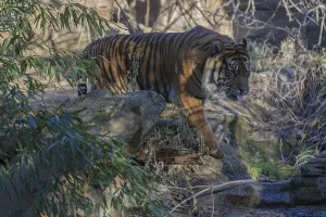 One Sumatran tiger (Panthera tigris sondaica)