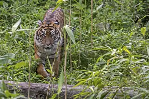 Sumatran tiger (Panthera tigris sondaica) hunting in tropical forest