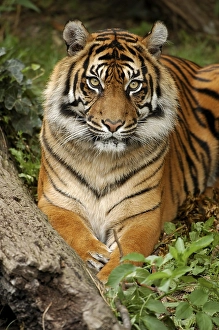Sumatran tiger (Panthera tigris sumatrae)