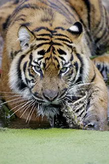 Sumatran Tiger (Panthera tigris sumatrae)