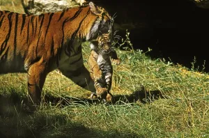SUMATRAN TIGER (panthera tigris sumatrae)