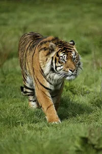 Sumatran tiger (panthera tigris sumatrae)