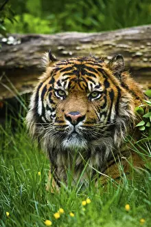 Sumatran tiger (Panthera tigris sumatrae)