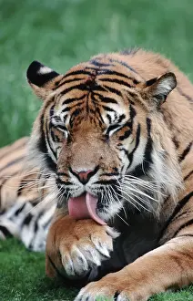 Sumatran Tiger (Panthera tigris sumatrae)