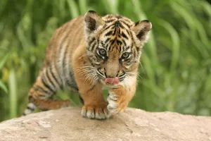 Sumatran tiger (Panthera tigris sumatrae), young