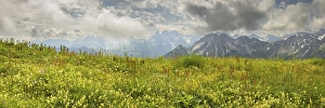 Summer in the Allgaeu, mountain panorama over a lush blooming mountain flower meadow on the Fellhorn 2037m