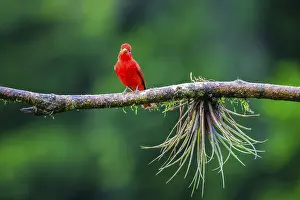 Summer cardinal (Piranga rubra)