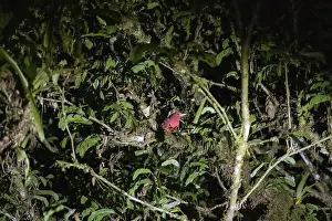 Summer cardinal (Piranga rubra)