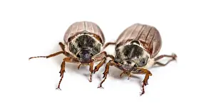 Summer chafer or European june beetle