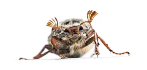 Summer chafer or European june beetle