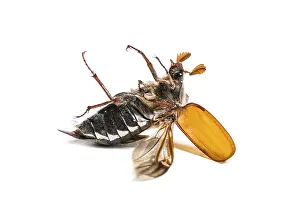 Summer chafer or European june beetle