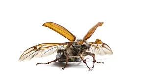 Summer chafer or European june beetle