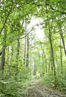 Summer forest landscape: a birch and pine trees