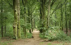 Summer forest trees. nature green wood sunlight backgrounds dutch summer