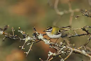 Summer golden chicken, Regulus ignicapilla