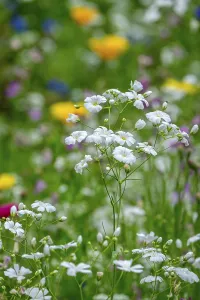 Summer gypsophila (Gypsophila elegans)
