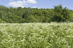 Summer landscape - meadow in blossom with parsnip flowers and forest