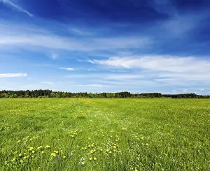 Summer meadow. Bavaria, Germany, Europe