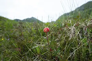 Summer season observing cloudberry Rubus chamaemorus) in grass in Bergen mountains
