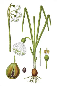 Summer snowflake (Leucojum aestivum)
