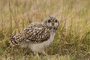 Sumpfohreule, Short-eared (Asio flammeus) Owl