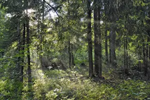 Sun beams shine through trees in forest