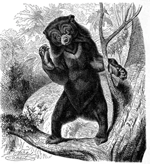 Sun bear (Helarctos malayanus) usually