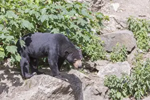One Sun bear (Helarctos malayanus) walking thru dense vegetation over rocks and logs on hilly ground