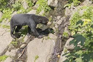 One Sun bear (Helarctos malayanus) walking over logs on a hilly ground in bright sunlight