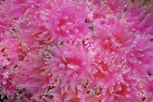 Sun corals or sun polyps (Tubastrea sp)