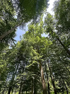 Sun-drenched deciduous forest