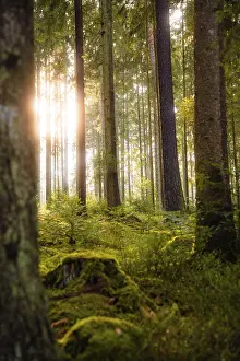 Sun-drenched forest with ferns and tall tree trunks