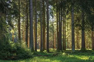 Sun-drenched forest, sunny spruce forest