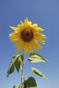 Sun flower field