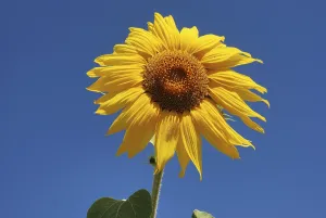 Sun flower field