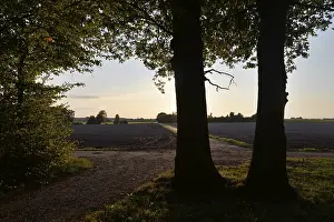 Sun, forest, edge of forest, evening