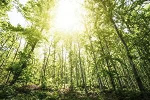 Sun light between the trees in a forest
