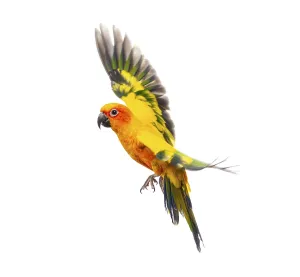 Sun parakeet bird, Aratinga solstitialis
