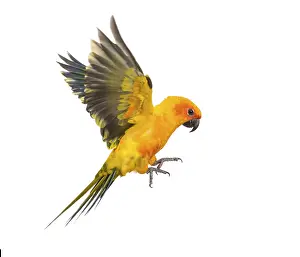 Sun parakeet, bird, Aratinga solstitialis