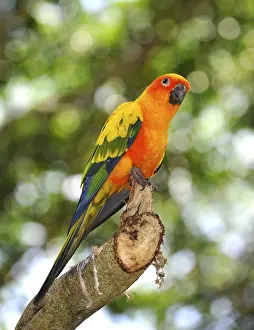Sun Parakeet, Sun Conure (Aratinga solstitialis)