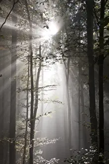 Sun rays in the autumnal misty forest