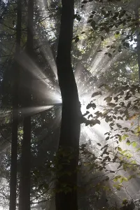 Sun rays in the autumnal misty forest