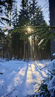 Sun rays break through the branches of a snow-covered forest