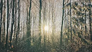 Sun rays break through the tall