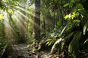 Sun rays in the dense jungle of the Braulio Carrillo National Park