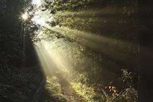 Sun rays fall through the oaks into the autumn forest surrounded by morning fog