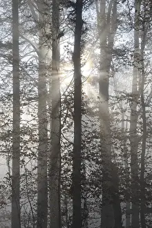 Sun rays filtering through a misty forest